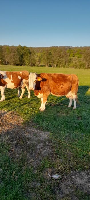 Vacă bălțată romînească  fătată, a treia oară.