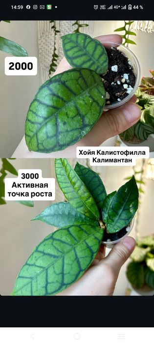 Продам цветы алоказии 1500