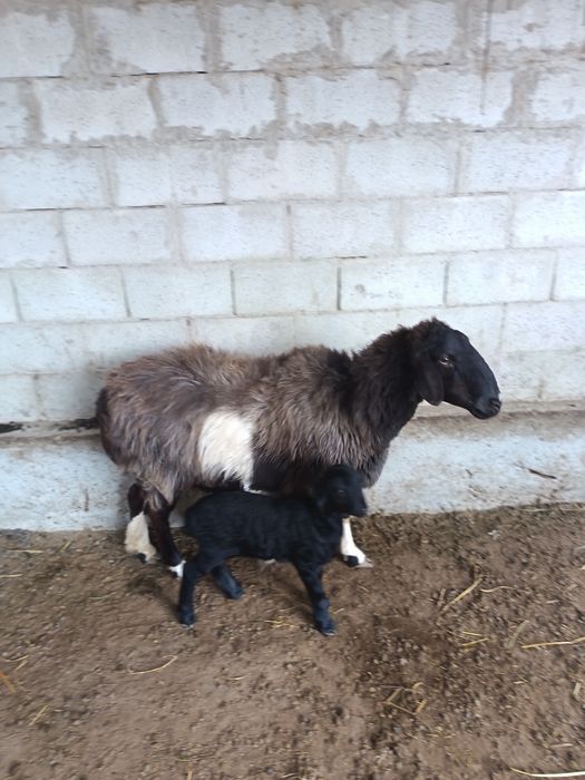 Ona bola quy sotiladi