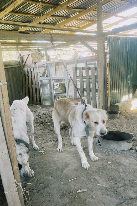 Алабай ургашы ит сатылады