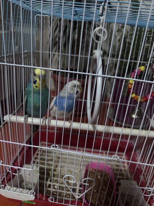 Папугай парные 2