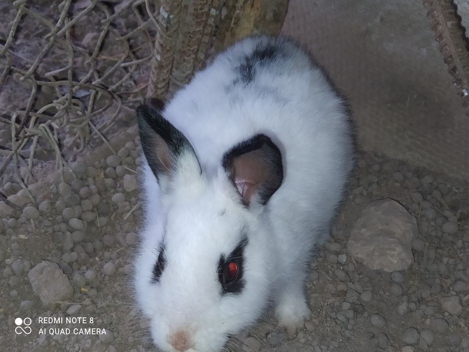 Quyon sotladi, Zotli quyonlar uchtasi 350000