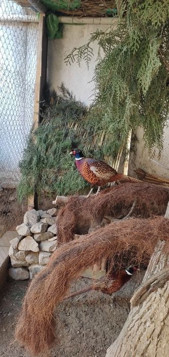 Кафказ фазанлари