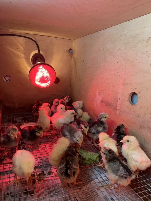 Цыплята леггорн стандарт