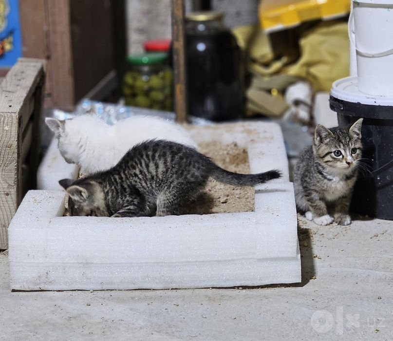 Бесплатно: котята в заботливые руки