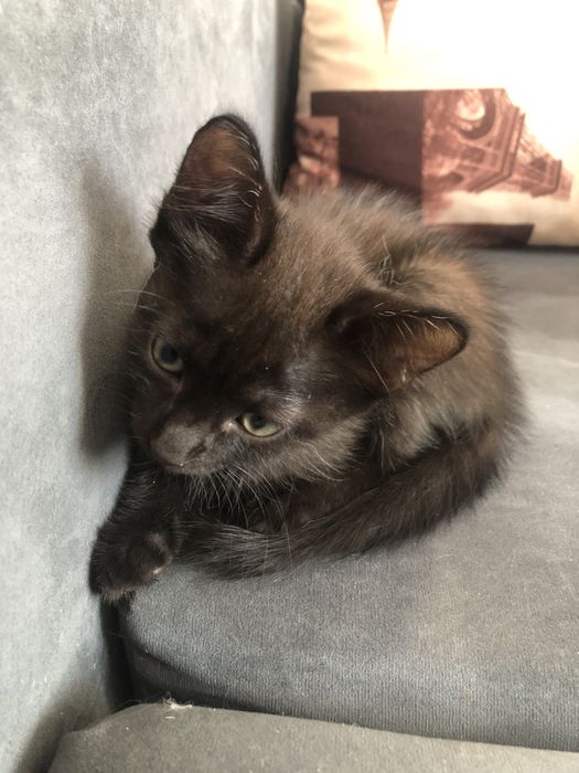 раздам котенока и кошку
