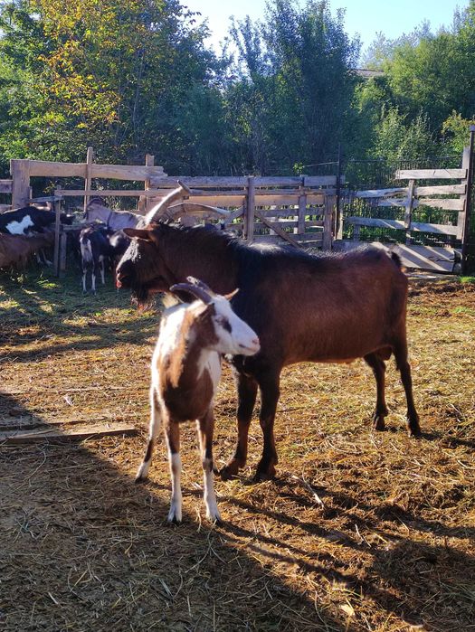Vînzare țap metiș Alpin cu Anglo