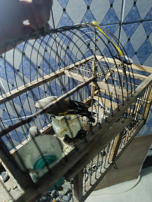 Щегол на продажу