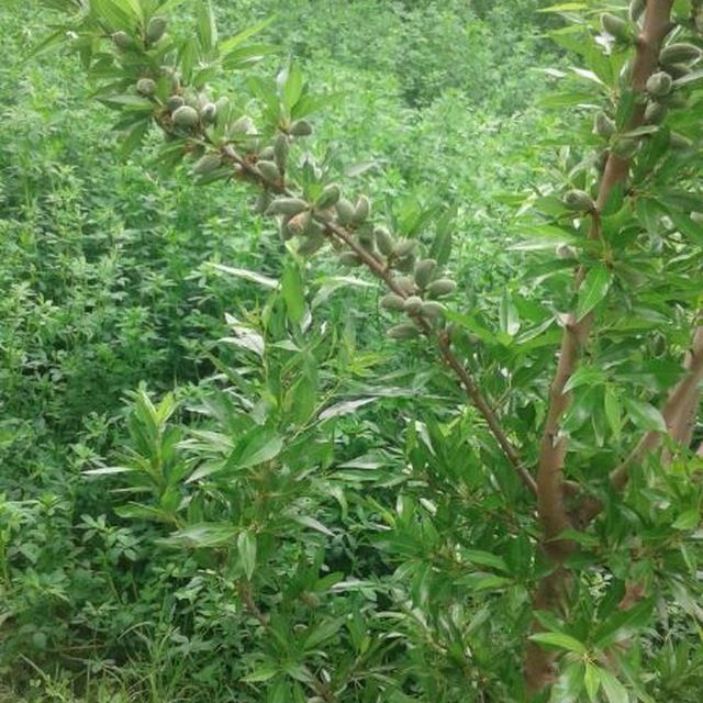 Бодом кучатлари кепан президентки коготи бургут тирнок ва бошкалар