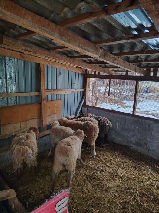 Семиз токтылар! Жирные бараны!