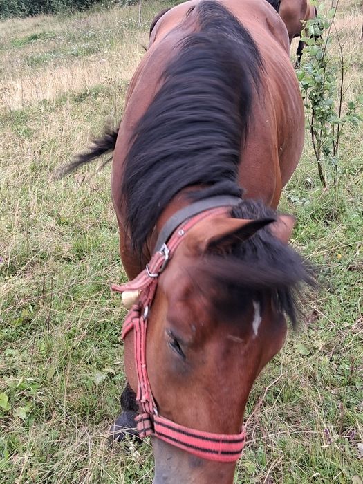 De vanzare pt mai multe detalii la tel