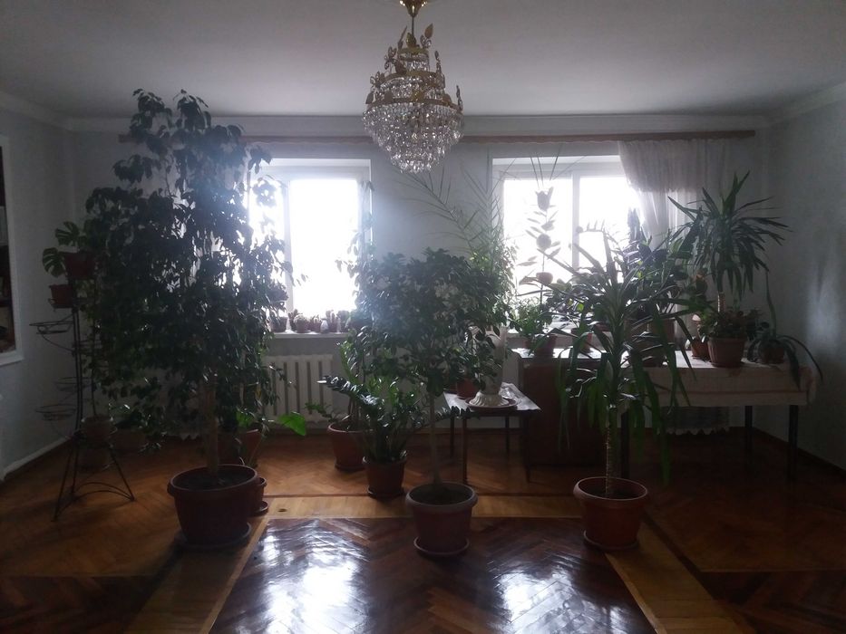 комнатные растения