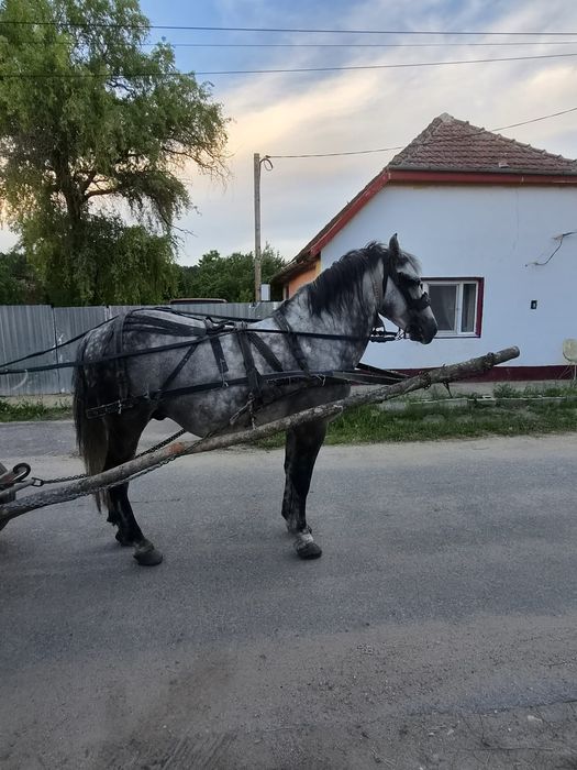 Cal de vânzare vârsta 10ani