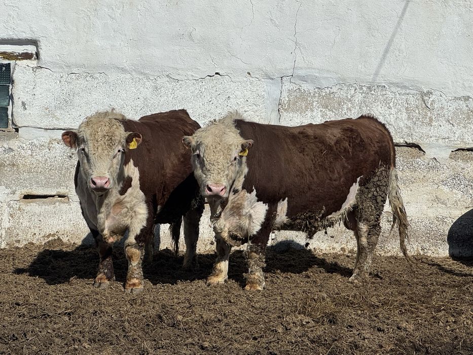 Акбас бука сатылады