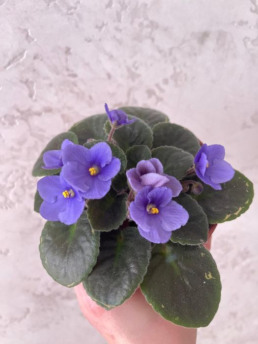 Фиалки в трёх цветах