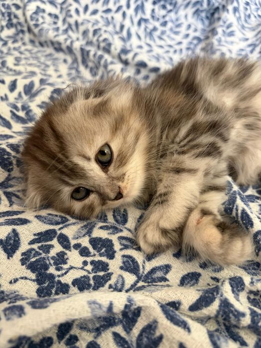 котята шотландцы