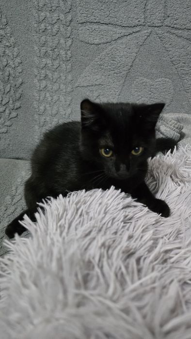 Отдам котенка в хорошие руки