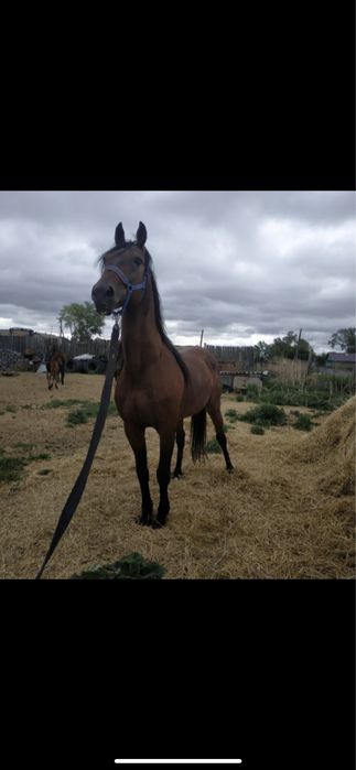 Иноходец Американец Жорға