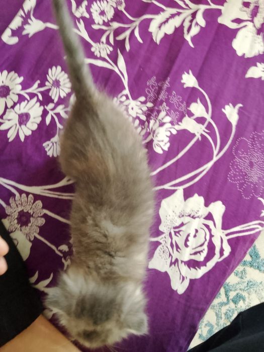 Продаю девочку веслоухую