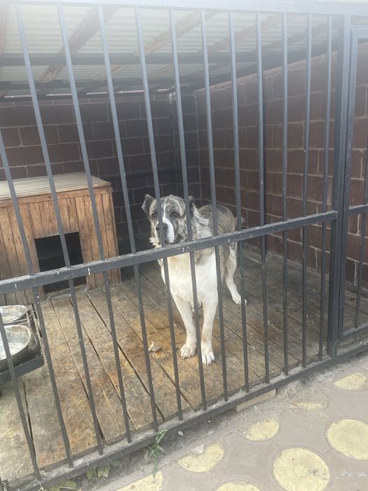 Ищем невесту для алабая 5 лет