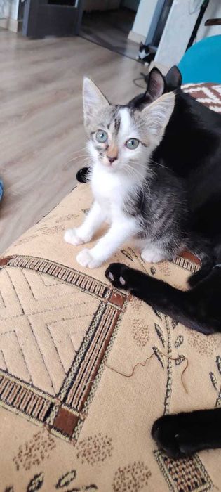 Котёнок 3 месяца