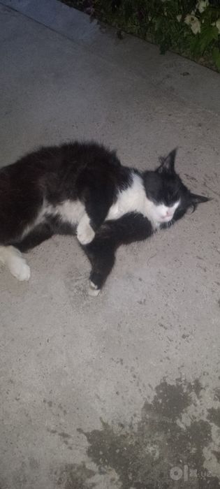 Sotiladi Xonaki aqlli mushok