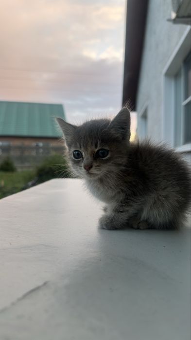 Отдам котенка в добрые руки