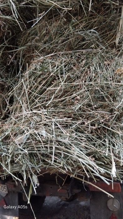 Жоңышқа сатылады!