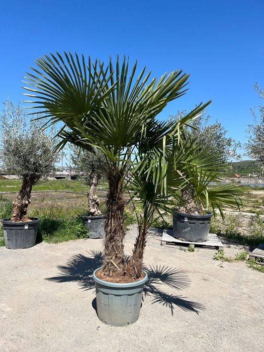 Plante ornamentale diferite specii si dimensiuni livrare gratuita în toată România