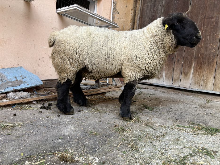 Vând berbec suffolk