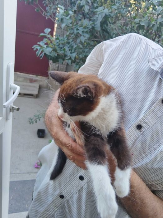 Отдам котят в хорошие руки