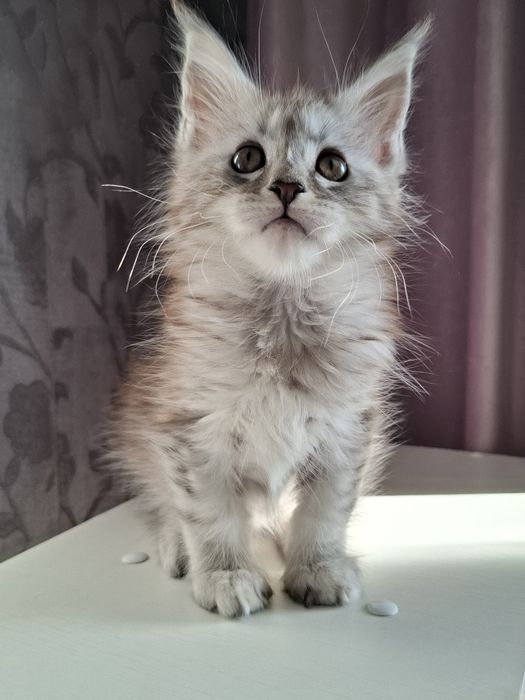 Мейн-кун  котята