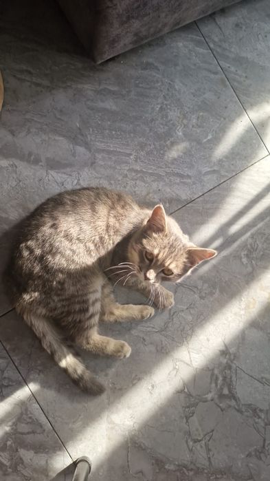 Кошка красивая ищет дом