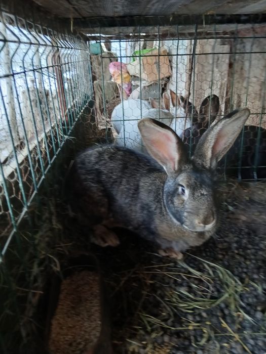 Vand iepuri 5 femele si 1 mascul