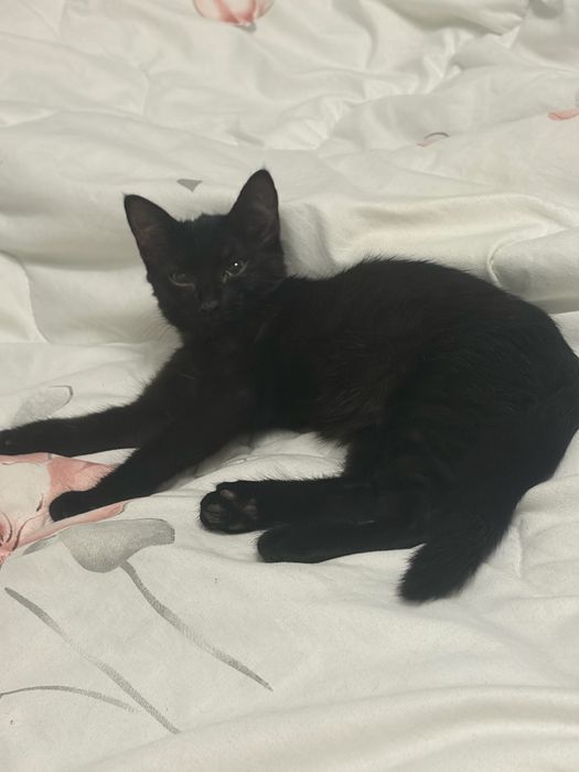 Отдаю котенка в добрые руки!