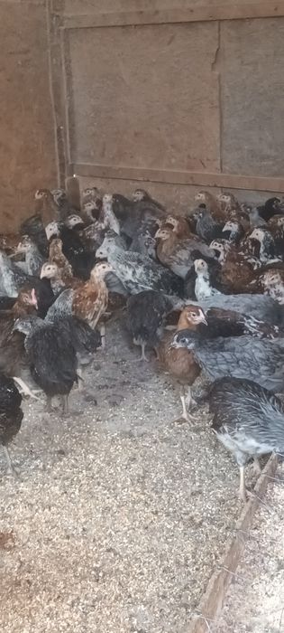 Gâscuțe,  pui mixti și price ouătoare de vânzare!