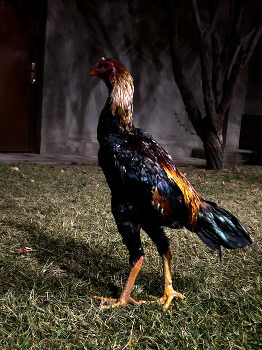 Дакан Шамо микс.