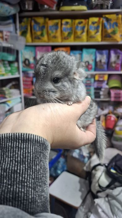 Поступление малышей шиншиллы