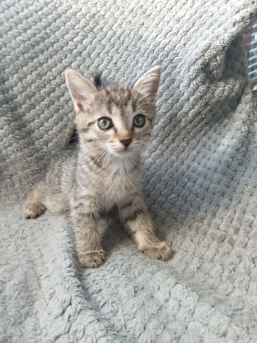 3 породистых котенка