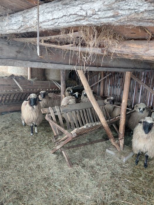 Oi de vanzare tinere