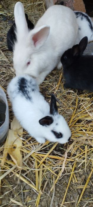 Кролик и семейство