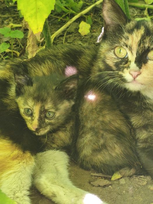 Отдам котят даром в хорошие руки