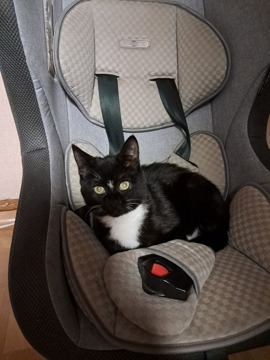 Отдам кошечку в добрые руки.