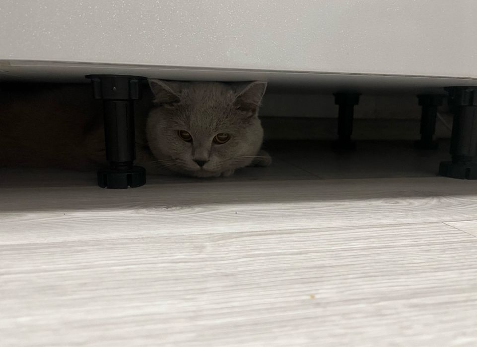 Продаются шикарные котята