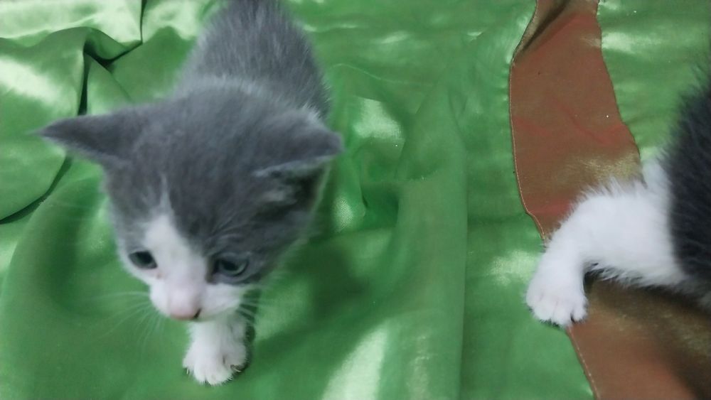 Продам котят непородистые