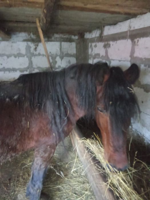 Vând cal fără năravuri.