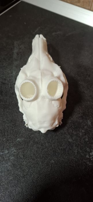 Cap căprior 3d craniu