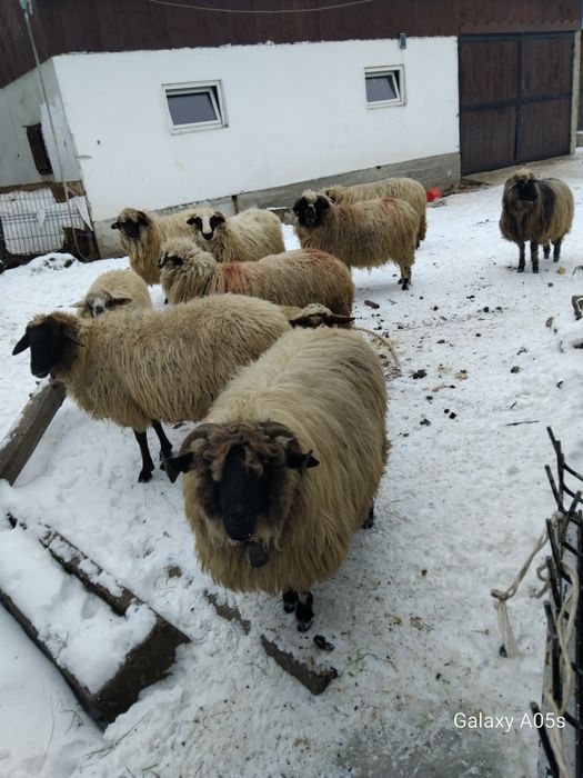 Vand oi tinere pentru ținut