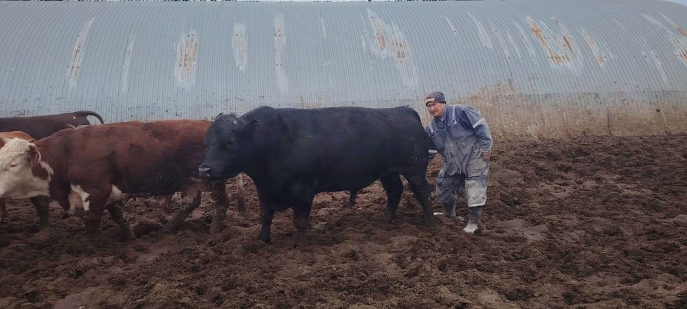 Продажа бычков 44 гол