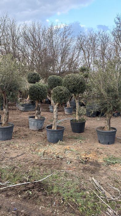 Maslini seculari,tineri,bosai,pom-pom,leandru si palmieri